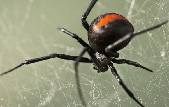일본 오사카에서 열리고 있는 '2025 오사카&middot;간사이 엑스포'가 맹독성 외래종 거미 출현으로 비상이다. 사진은 붉은등과부거미에 물린 상처 부위로, 오사카 엑스포와는 무관. [사진=yanchepnews]