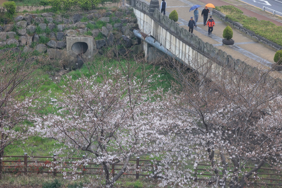 봄비가 내린 가운데 제주시 도남동 거리를 우산을 든 시민이 걷고 있다. [사진=연합뉴스]