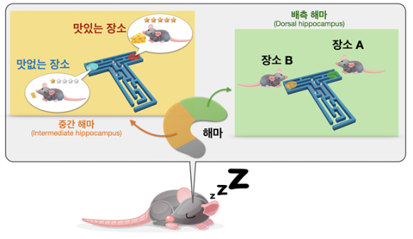 국내 연구팀이 맛집 기억을 재생하는 뇌 속 해마 정보처리 비밀을 찾아냈다. [사진=서울대]