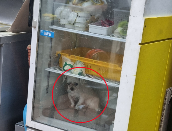 냉장고 속의 반려견 [사진=온라인 커뮤니티]