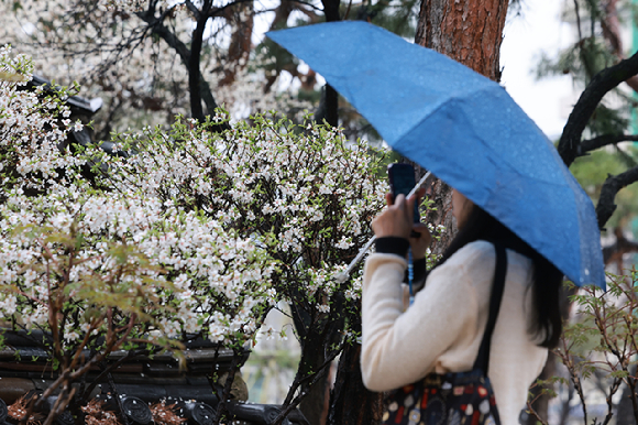 서울 종로구 운현궁을 찾은 외국인 관광객이 앵도나무를 촬영하고 있다. [사진=연합뉴스]