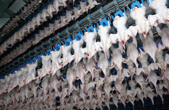 하림 닭고기 종합처리센터에서 닭고기들이 도계 공정 중 '에어칠링' 과정을 거치고 있다. [사진=하림]