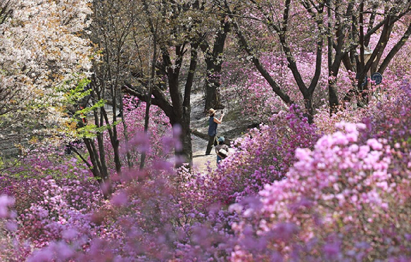 경기도 부천시 원미산 진달래동산에서 시민들이 활짝 핀 진달래꽃을 감상하며 봄 정취를 만끽하고 있다. [사진=연합뉴스]