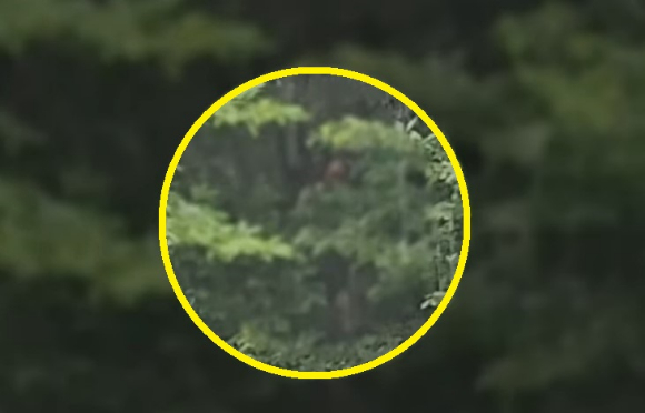 낭떠러지에서 나무를 붙잡고 위태롭게 서 있는 어르신을 발견한 경찰 [사진=경찰청 유튜브]