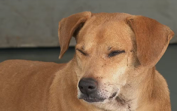 브라질 상파울루주 산타카자에 있는 괴리바종합병원에서 8년 동안 의사, 간호사, 직원들과 동고동락하고 있어 화제를 모으고 있는 반려견 카라멜루. [사진=브라질 G1 방송 공식 홈페이지 캡처]