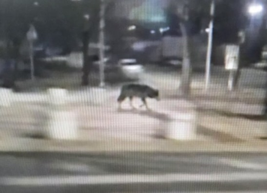 지난 8일 오후 대전 서구 복수동 성당 인근에서 발견된 대전오월드 늑대사진. 당국 조사결과 허위일 가능성이 높은 것으로 드러났다. [사진=대전시]