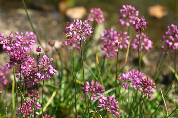 한국수목원정원관리원은 급격히 변화하는 기후환경에서 잘 적응하면서 도시 내 오염물질을 정화하는 자생식물 6종을 선정해 발표했다. 사진은 한라부추. [사진=산림청 ]