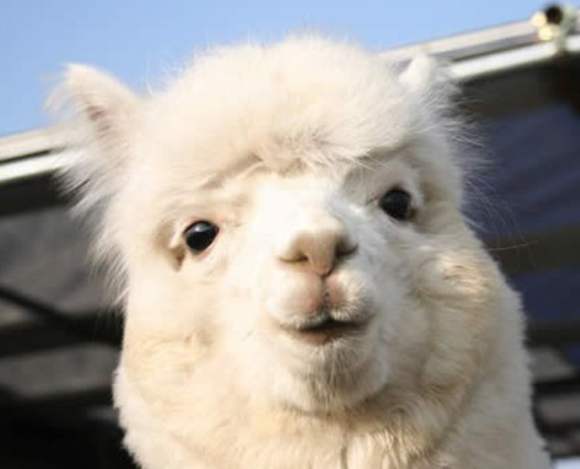 카페를 찾은 일부 손님의 비위생적인 행동으로 점주가 극심한 스트레스를 호소하는 사연이 알려졌다. 사진은 알파카로, 기사 내용과 무관. [사진=픽사베이]