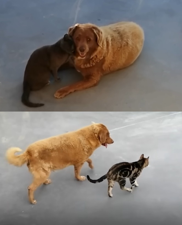 세계에서 가장 오래 살아있는 개 '보비'는 고양이들과 노는 걸 좋아한다. [사진=유튜브 guinnessworldrecords 캡처]