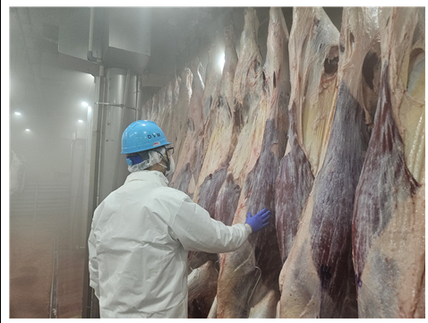 축산물 도축 작업 [사진=인천시]