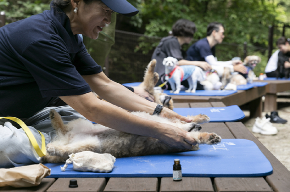 국립양평치유의숲에서 진행된 반려동행숲치유 참여 고객이 펫마사지를 체험하고 있다. [사진=한국산림복지진흥원 국립춘천숲체원 ]