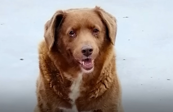 세계에서 가장 장수한 개 '보비'가 31살 나이로 세상을 떠났다. [사진=유튜브 guinnessworldrecords 캡처]