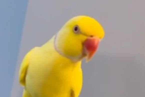 앵무새의 말 덕분에 마약 조직원을 검거한 사례가 전해졌다. 사진은 해당 앵무새. [사진=영국 블랙풀 경찰]