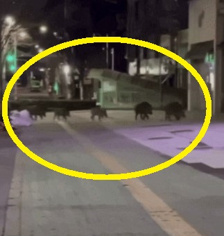 안성시에 출현한 멧돼지 5마리 [사진=독자제공/연합뉴스]