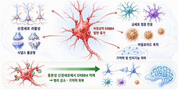 알츠하이머병에서는 흥분성 신경세포의 ERBB4가 비정상적으로 증가하면서 신경회로의 과흥분과 시냅스 불균형, 교세포의 과도한 반응, 아밀로이드 축적이 연쇄적으로 촉발되어 기억력과 인지기능이 떨어진다. [사진=IBS]