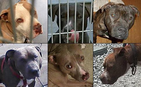 핏불테리어 이미지 [사진=도그바이트닷오그]