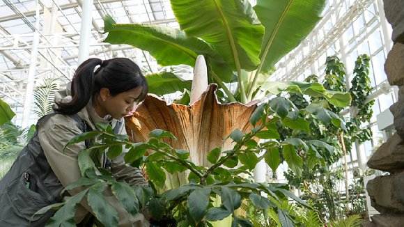 타이탄아룸을 설치하고 있다. [사진=국립세종수목원]