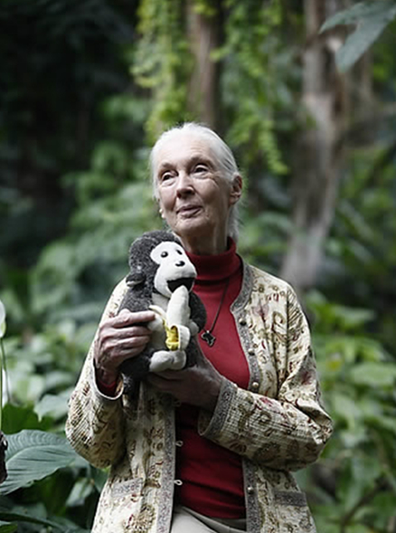 스페인 바르셀로나에 있는 과학박물관을 방문했을 당시 장난감 원숭이를 들고 포즈를 취하고 있는 제인 구달 박사. [사진=연합뉴스]