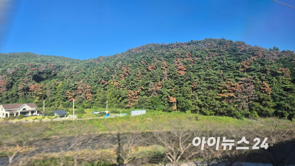전남 순천 지역의 한 야산에서 소나무가 시뻘겋게 말라가고 있다. KTX에서 보는 풍경이 낯설고 어색했다. [사진=정종오 기자]