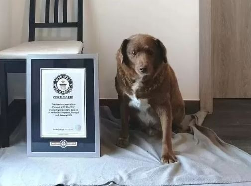 세계에서 가장 장수한 개 '보비'가 31살 나이로 세상을 떠났다. [사진=유튜브 guinnessworldrecords 캡처]