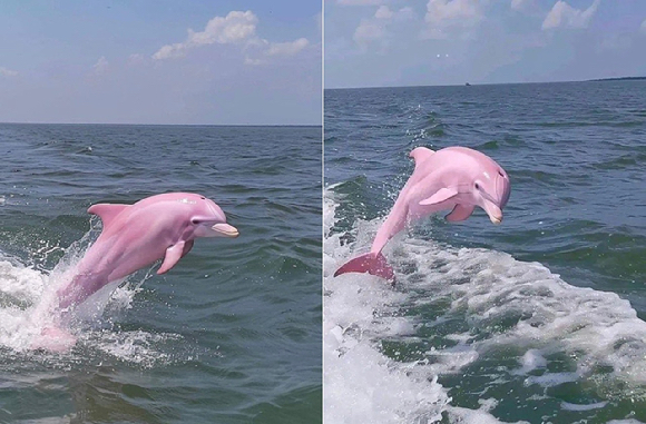 미국 노스캐롤라이나 해안에서 발견됐다는 핑크 돌고래의 사진이 페이스북, 엑스 등 소셜미디어를 통해 확산됐다.  [사진=X(옛 트위터)]