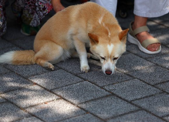 강아지가 더위에 숨을 헐떡이고 있다. [사진=연합뉴스]