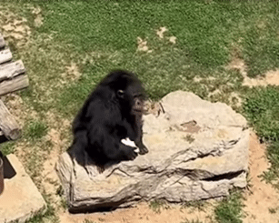 중국 동물원에서 침팬지가 어린아이가 떨어뜨린 신발을 돌려줬다. [사진=뉴욕포스트 유튜브 캡쳐]