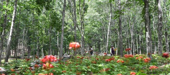 남덕유산 자락인 경남 거창군 고제면 빼재리에 있는 산양삼 재배지를 둘러싼 울창한 헛개나무 숲 전경. [사진=뉴시스]