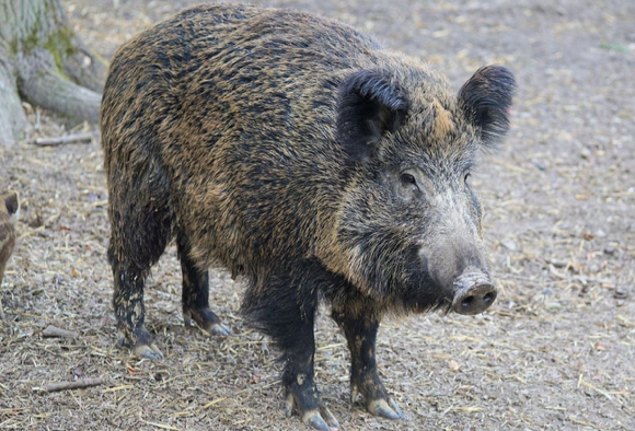 대전 오월드에서 늑대 1마리가 탈출해 8일째 포획되고 있지 않은 가운데, 세종에서도 도심에 멧돼지가 출몰하는 일이 발생했다. 본 기사와 무관한 이미지. [사진=픽사베이@webandi]