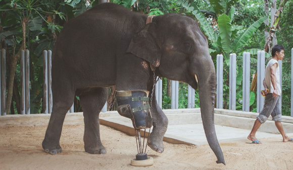 전 세계에서 가장 먼저 의족을 착용한 코끼리 '모샤' [사진=FAE 홈페이지]