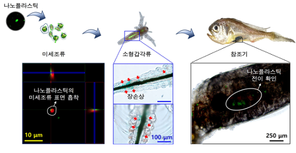 동물실험 결과, 미세보다 더 작은 나노플라스틱이파킨슨병 위험도를 높이는 것으로 나타났다. [ [사진=한국원자력의학원]