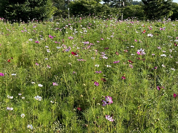 안동문화관광단지에 여름철 초화류 군락 조성돼 있다. [사진=경북문화관광공사]