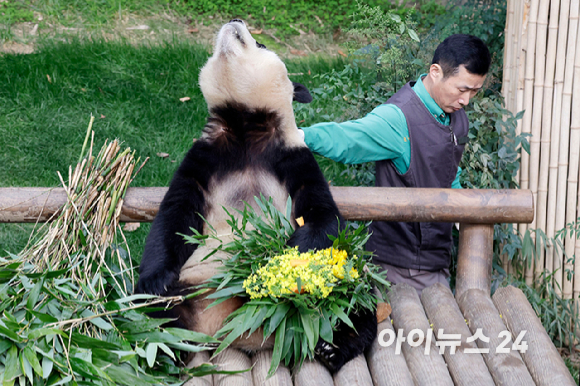 푸바오가 일반 관람객들을 만나는 마지막 날인 3일 오전 용인 에버랜드 판다월드 실내 방사장에서 강철원 사육사가 푸바오에게 당근 유채 꽃다발을 선물하고 아쉬운 표정으로 쓰다듬고 있다. [사진=사진공동취재단]