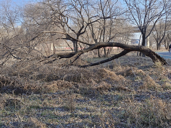 강남구가 탄천 등 주요 생태하천 변 위험 수목을 일제 정비한다. 사진은 탄천 생태경관보전 지역 내(탄천1교부터 광평교 사이) 버드나무의 모습. [사진=강남구]
