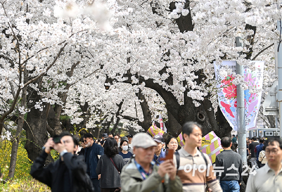 3일 오전 서울 여의도 윤중로 벚꽃길에서 시민들이 꽃놀이를 즐기고 있다. 윤중로 벚꽃길은 8일까지 여의도 봄꽃축제를 위해 교통이 전면통제된다. [사진=곽영래 기자]
