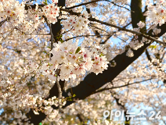사진은 우에노 공원 벚꽃. [사진=설래온 기자 ]