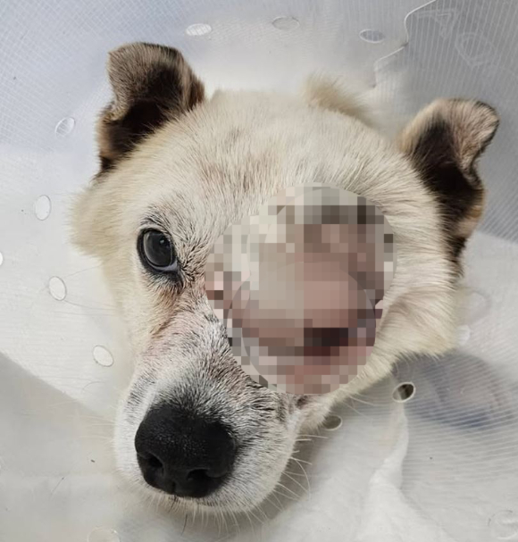 경남 거제에서 발생한 '해병대 비비탄 난사' 사건의 피해 강아지가 결국 안구를 적출했다. [사진=비글구조네트워크 인스타그램]