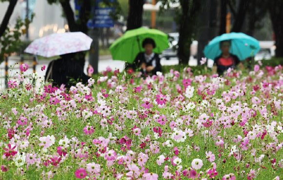 가을비가 내린 가운데 경기도 수원시 영통구 경기도청 앞에서 우산을 쓴 시민들이 활짝 핀 코스모스 사이를 지나고 있다. [사진=연합뉴스]