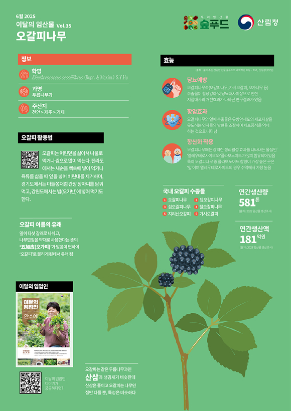 6월 이달의 임산물오갈피나무 [사진=산림청 ]