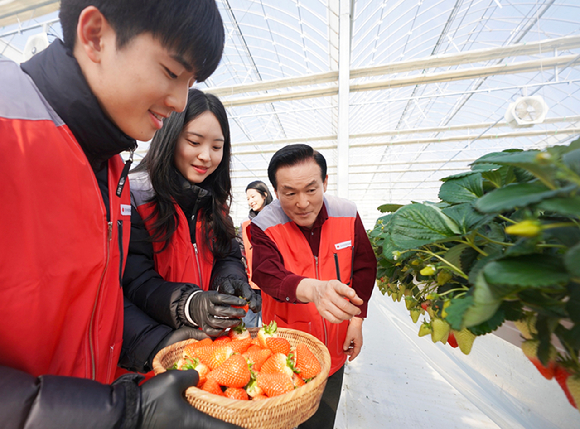 지난달 31일 신세계푸드 임직원과 가족들이 충남 논산시 광석면에 위치한 베이커리용 딸기 공급 협력 농가에서 모종 잎 제거, 수확 및 선별 작업을 하는 봉사활동을 펼쳤다. [사진=신세계푸드]