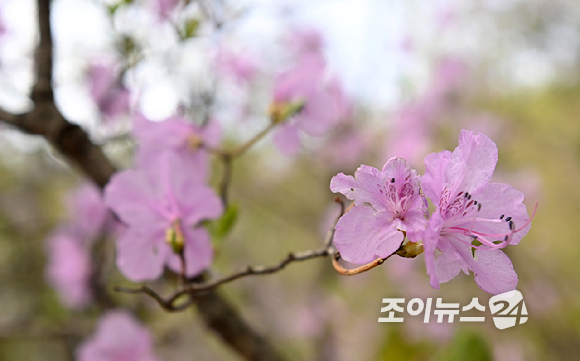  북한산에 핀 진달래가 봄 기운을 느끼게 하고 있다. [사진=조이뉴스24 포토DB]