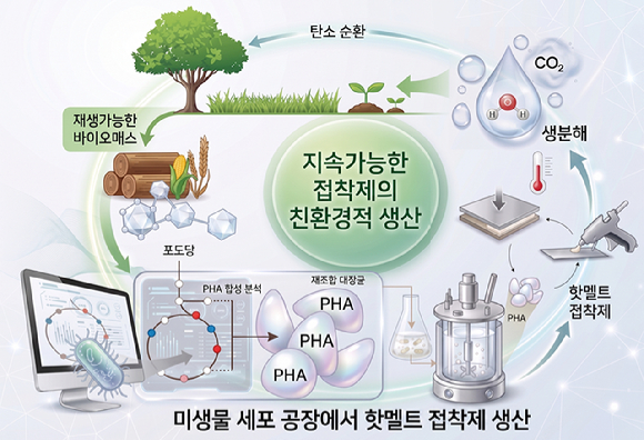 KAIST 연구팀이 포도당으로부터 접착제 소재를 생산하는 &lsquo;미생물 세포공장&rsquo;을 개발했다. [사진=KAIST]