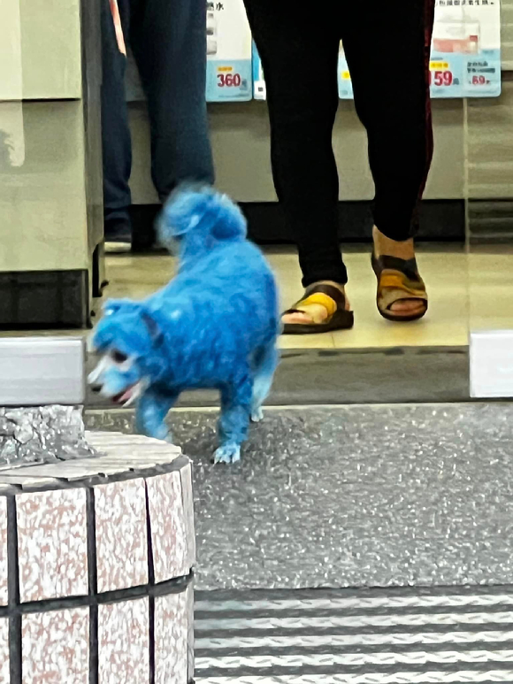 대만배우 진관림이 발견한 파란색으로 염색 된 강아지 [사진=진관림 페이스북]