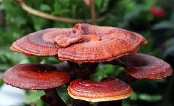 뇌출혈과 뇌경색을 포함한 뇌졸중 예방에 도움이 되는 식습관과 생활 관리법이 전문가에 의해 공개됐다. 사진은 본 기사 내용과 무관. [사진=픽사베이]