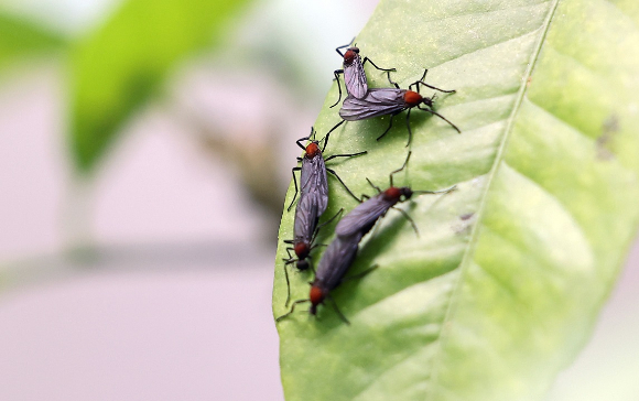 한 가정집 화분에 붙어있는 러브버그 [사진=연합뉴스]