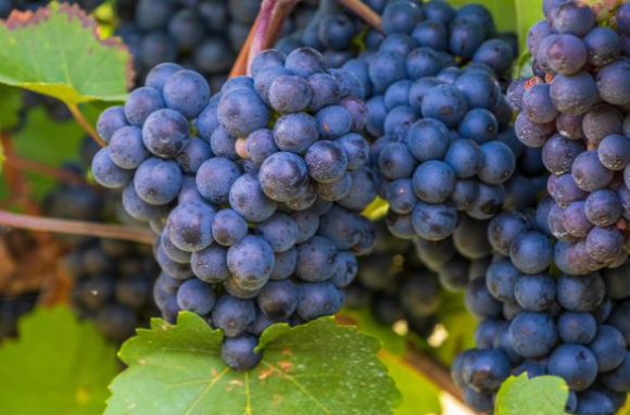 포도와 단감이 당뇨에 좋은 과일이라는 전문가의 설명이 나왔다. 사진은 바구니 속 담긴 과일. [사진=ABC]