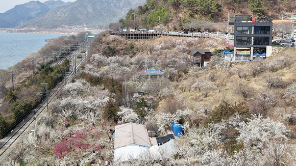 지난 5일 오후 경남 양산시 원동면 원동매화마을에 매화가 활짝 피어 눈길을 끈다. [사진=연합뉴스]