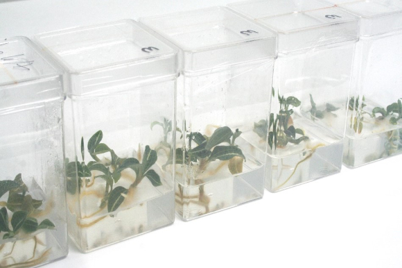 기내배양 사철란 [사진=국립세종수목원]