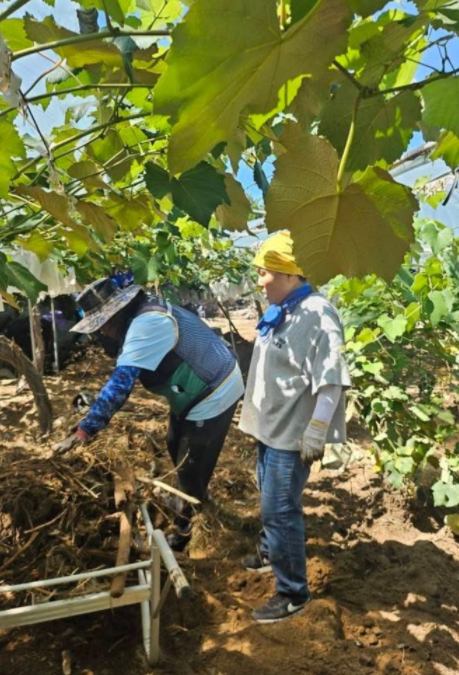 임병택 시흥시장과 문정복 국회의원(시흥갑) 등 당원 90여 명이 28일 가평 수해 피해 현장에서 자원 봉사 복구 작업을 하고 있다. [사진=임 시장 SNS 캡처]