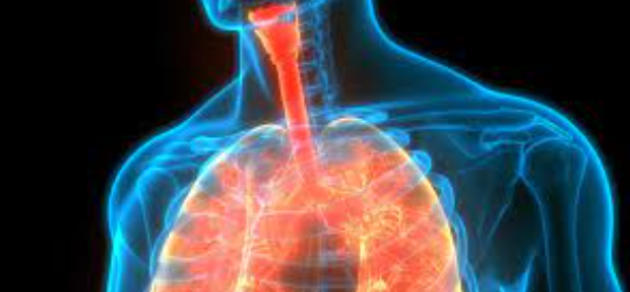 폐 건강을 지키는 데 도움이 되는 음식들이 전문가에 의해 공개됐다. 사진은 본 기사 내용과 무관. [사진=North Carlton Osteopathy]